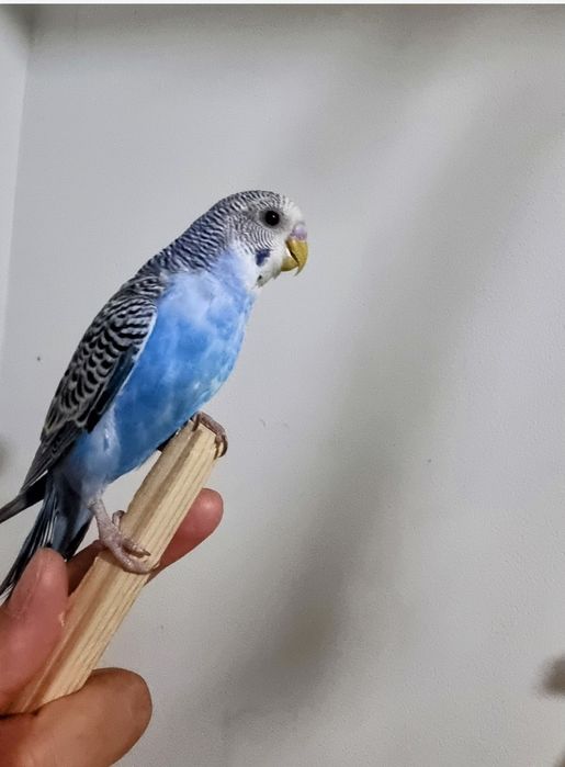 Волнистые попугаи ручные