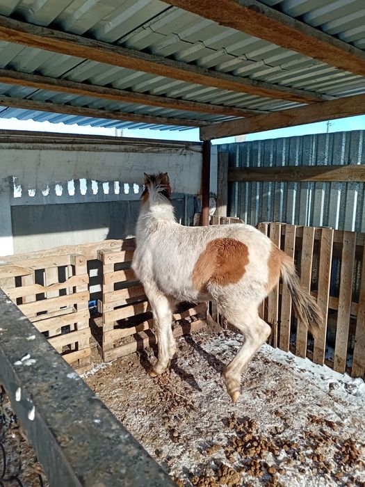 Жабагы сатылады ургашы.