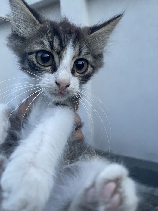 Подарявам тези котета от снимките