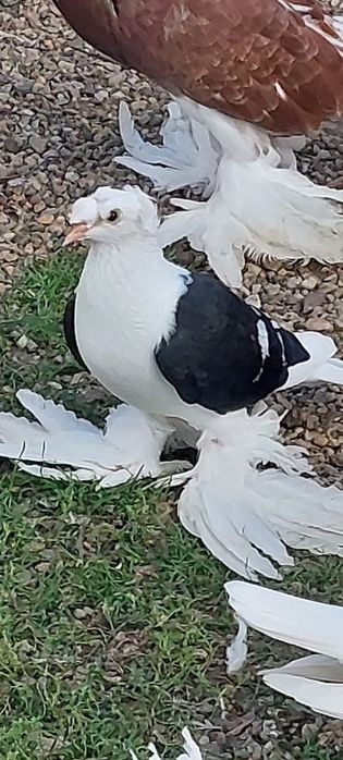 Porumbei rândunele scut