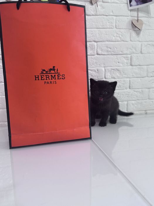 Ктоята скотиш страйт