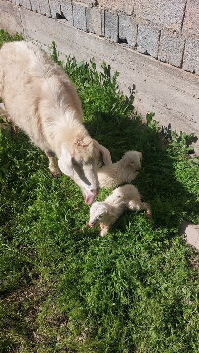 Ешікі сатылады балдарымен