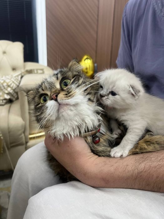 Продаются котята Scottish Fold и Straight