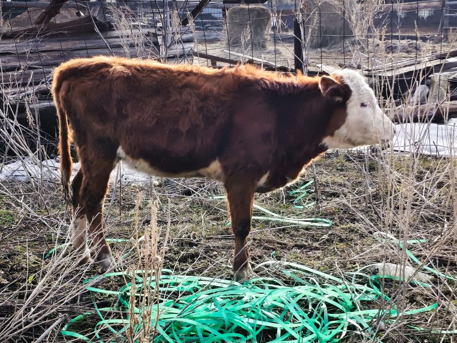 Продам коров с телятами