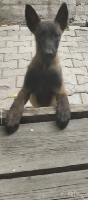 Тозза конли гарантия
