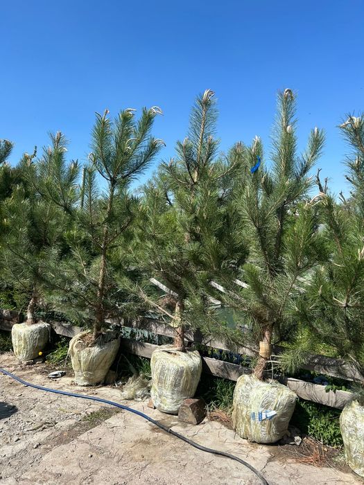 Сосна крымская 2,7-3метр