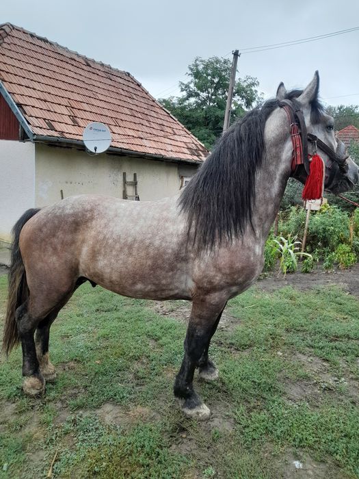 De vanzare urgent rosu manz de 3 ani si suru 3 ani