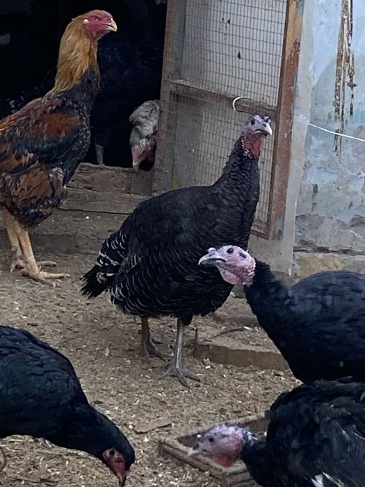 Erkak kurka sotiladi