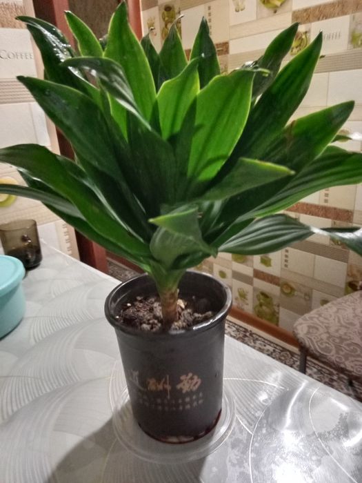 Пальму драцену продам