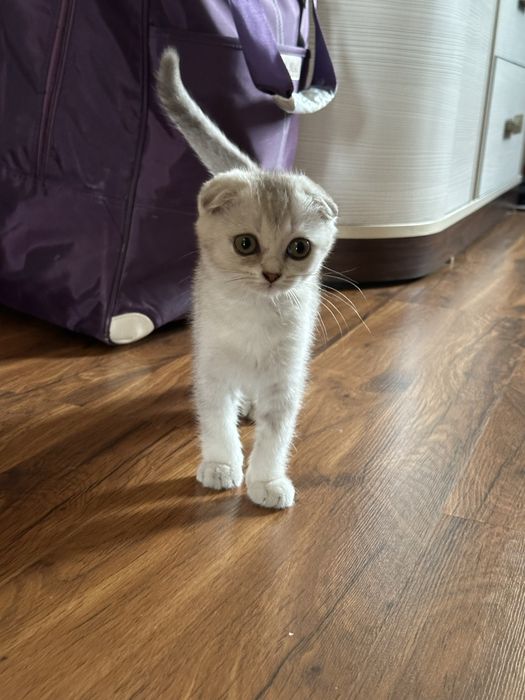 Шиншилла шотландская