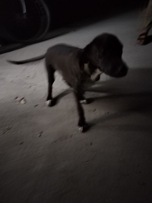 It zotiga jovob 6 oylik