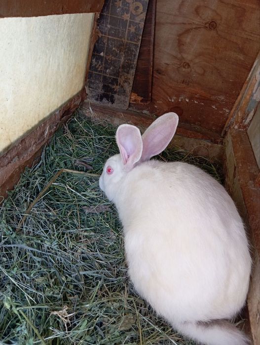 Flandr Kalifornya zot