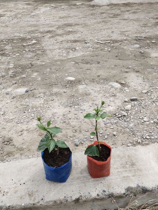 Кочат тувак силёс ва Яна бир канча салафан махсулотлар