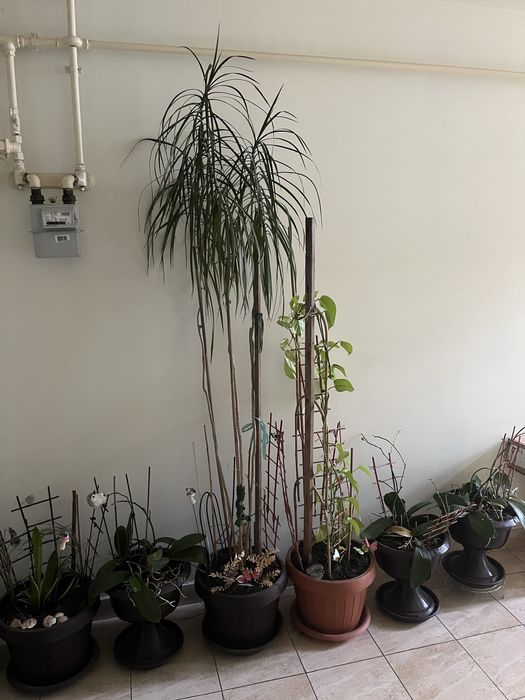 Vand flori in ghiveci