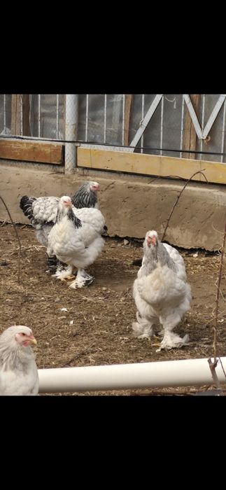 Продаётся семейка брама