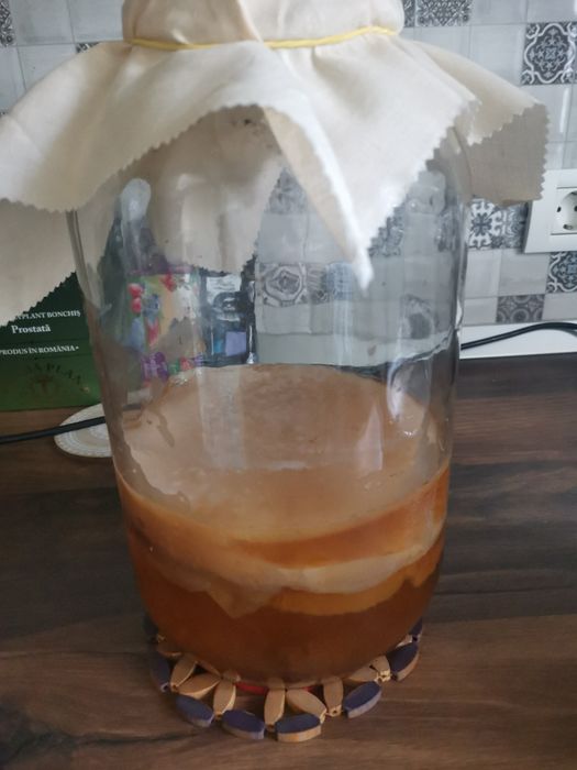 Ciuperca Kombucha