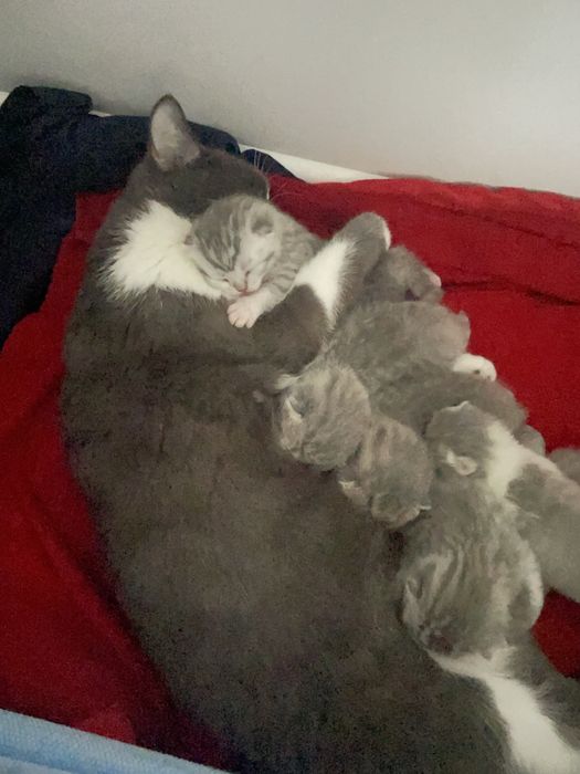 Котята 40000 тенге