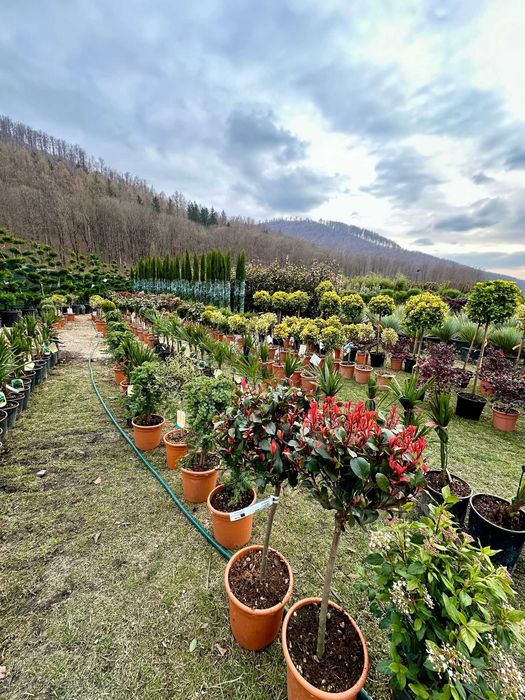 Plante Ornamentale pentru Design Peisagistic Profesional