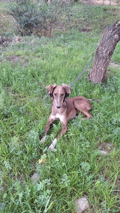 Продам Тазы 1,5 года