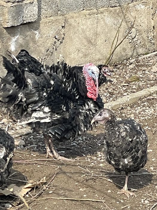 Индюк полугибрид самец