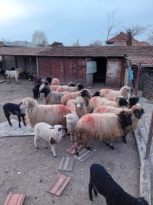 De vanzare 13 oi   fatate cu un miel fiecare