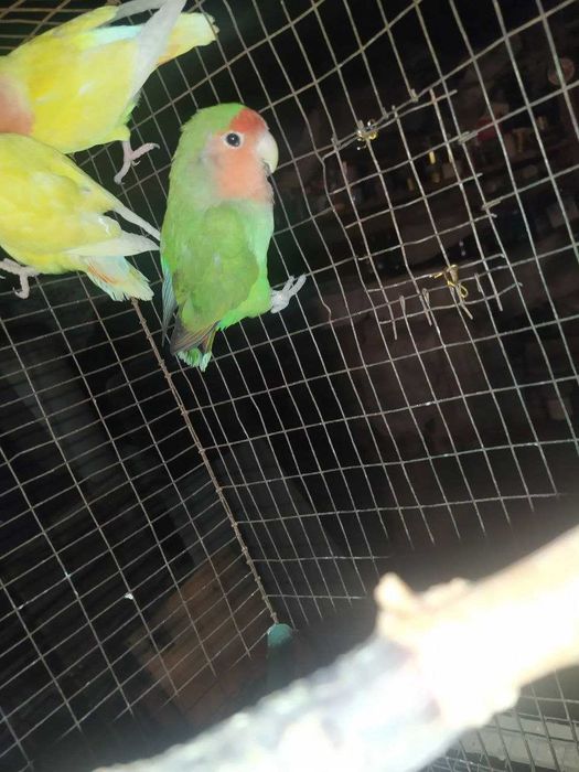 Valnistiy papugay, saru nerazlushka, albinos to'tilar