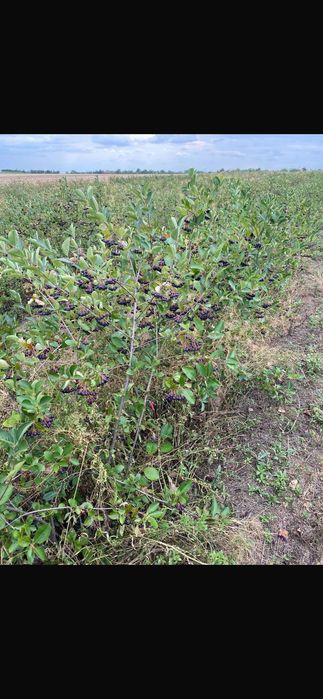 Suc aronia natural 100% ARAD