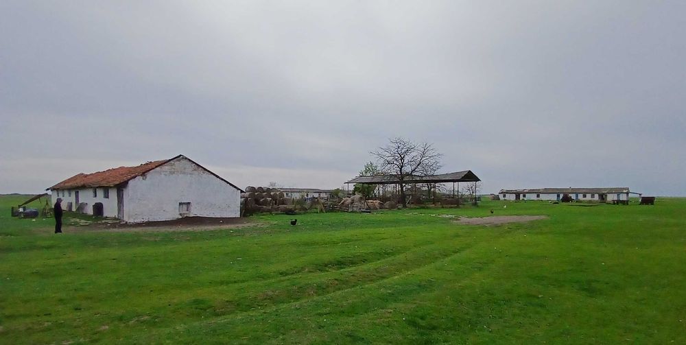 Ferma agricola Salonta