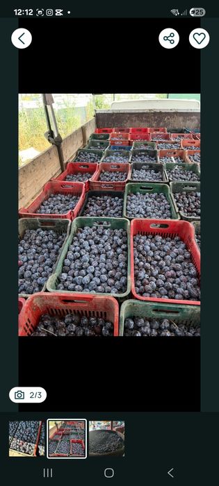 Prune de țuică dela 1 august 2026
