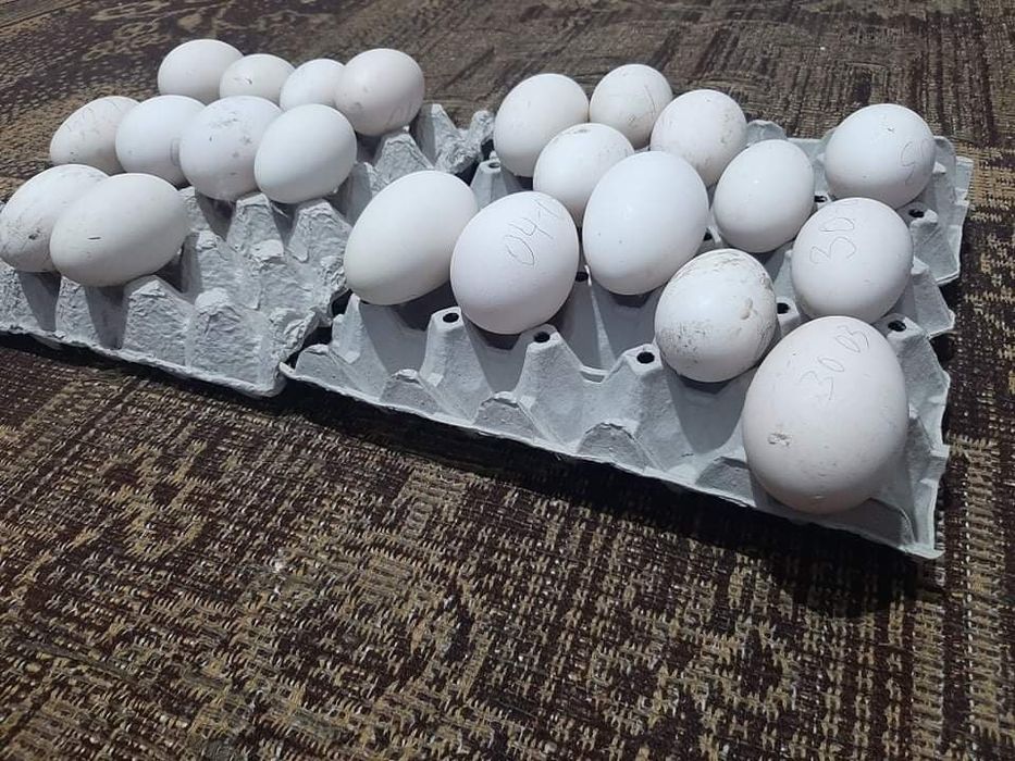 Продавам гъсета,Гъски и оплодени яйца от гъски