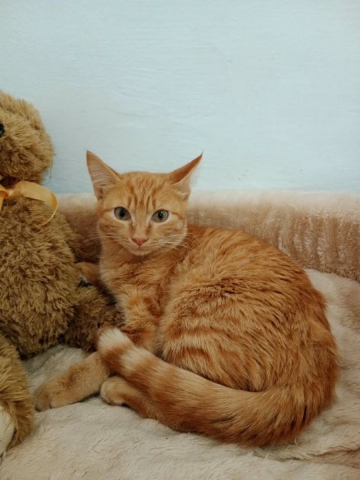 Отдам котиков в хорошие руки