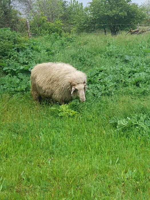 Продавам 11 дойни овце и 1 коч