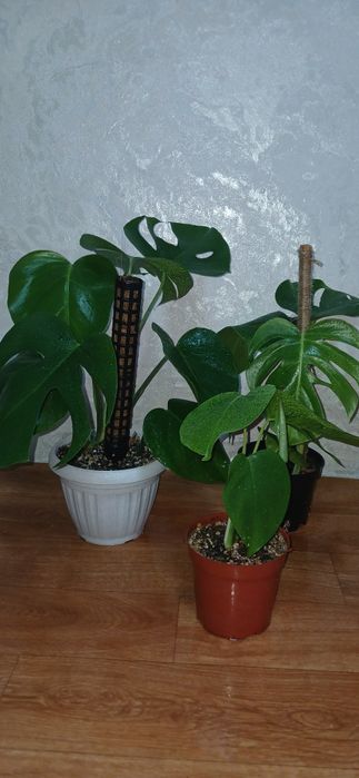 Комнатные цветы 3000