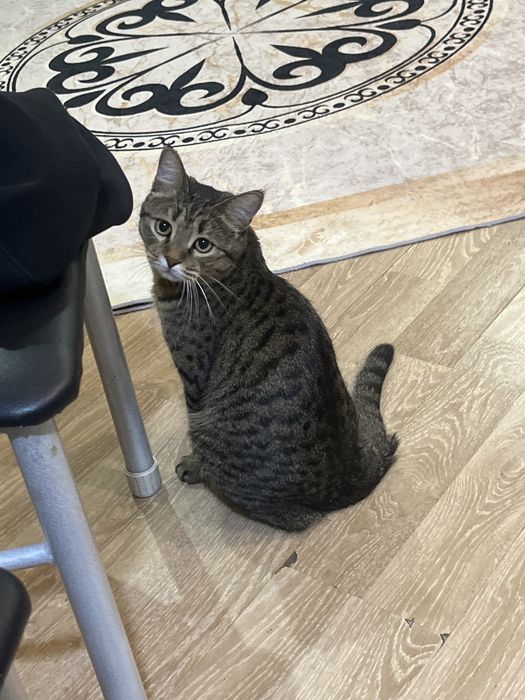 Отдам котика в добрые руки