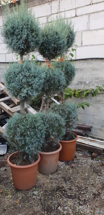 Pon pon spirală de mai multe specii