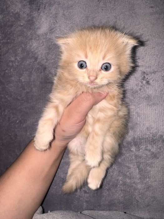 Продается кот шотландский