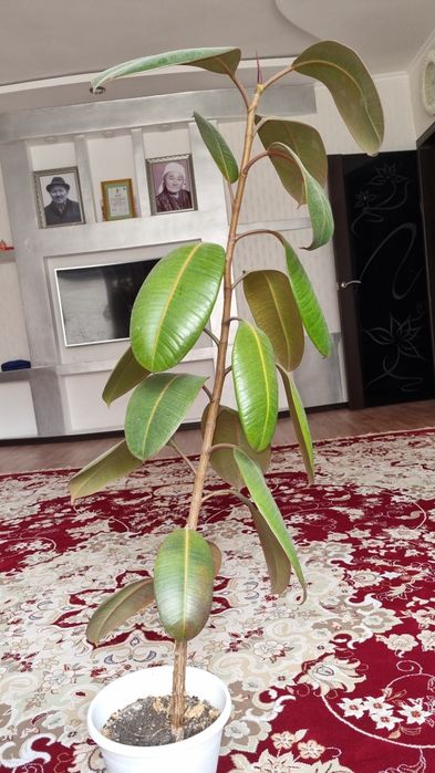 Фикус цветок домашний