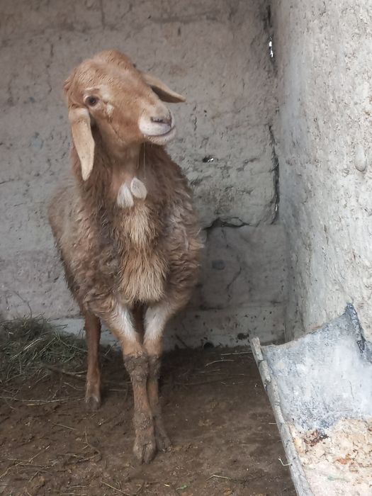 Қошқар сатылады Арашан порода