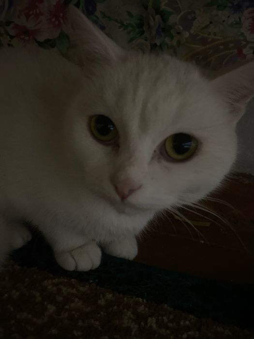 Кошка ангора