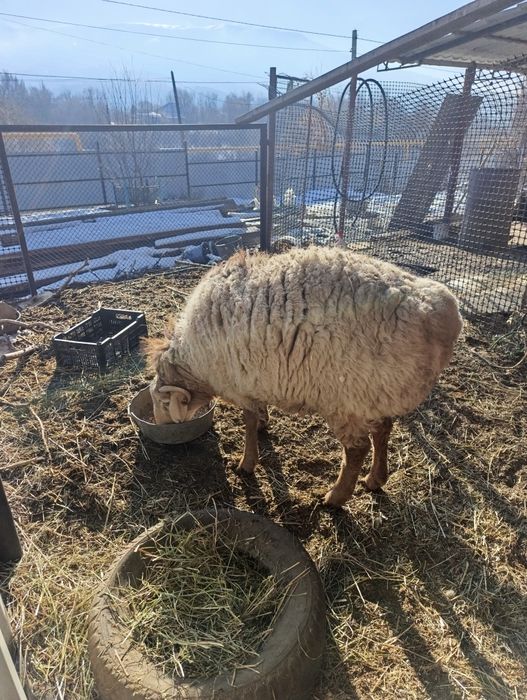 Продам отличного кошкара на племя