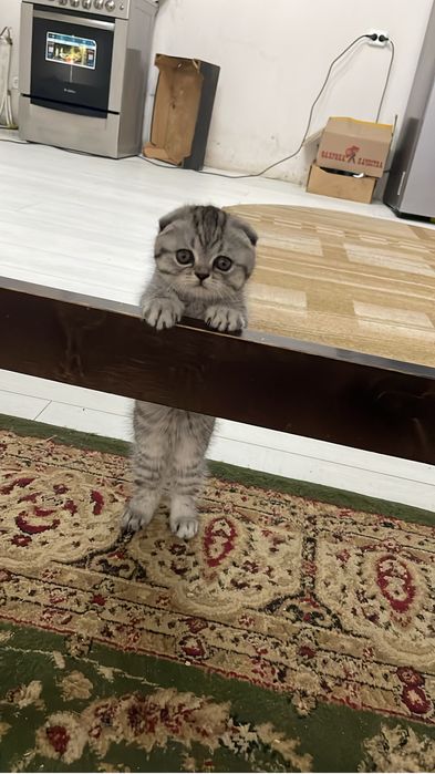 Продам шотландских котят