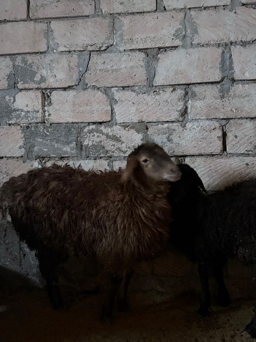 Оптом кой ешкы 300к