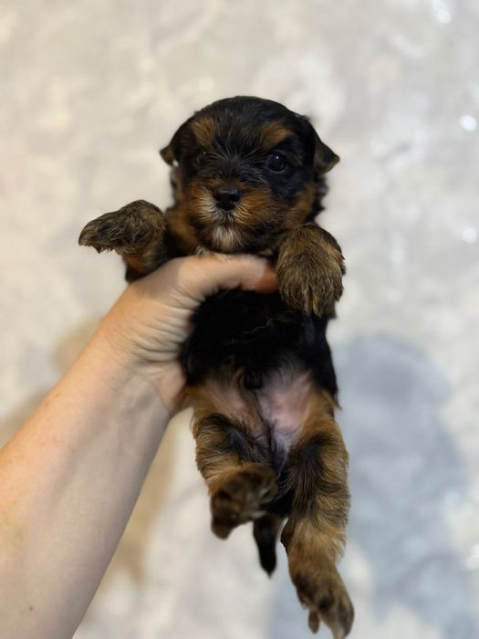 Йоркширские терьер миник