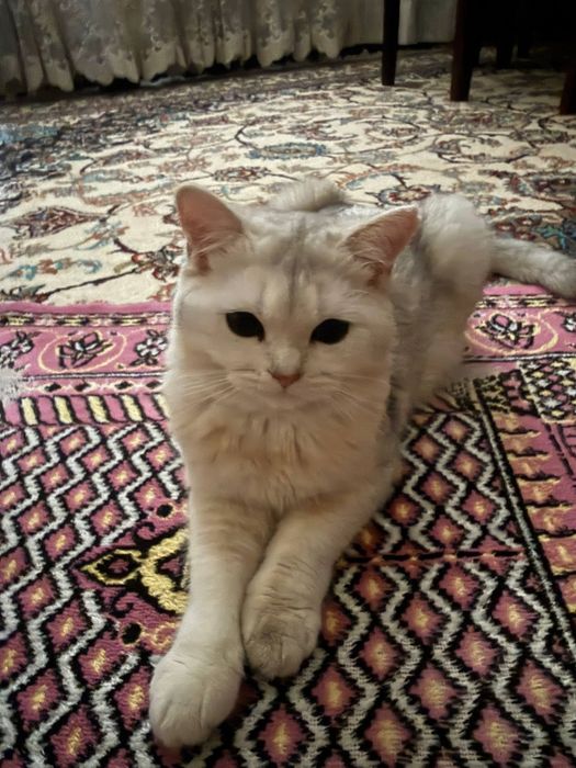 Koshki 2 shtuki Zolotaya britanskaya Shinshilla