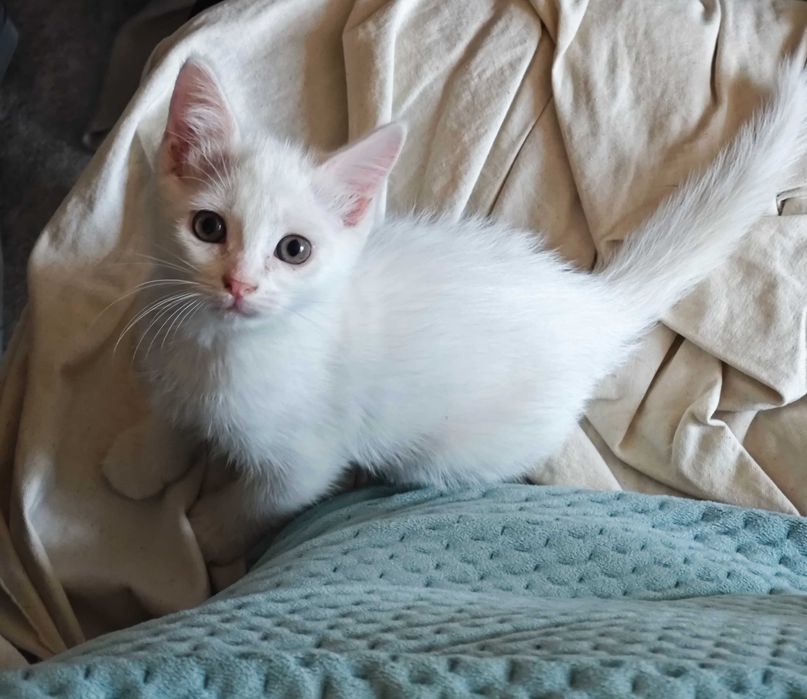 Белого котёнка в добрые руки!