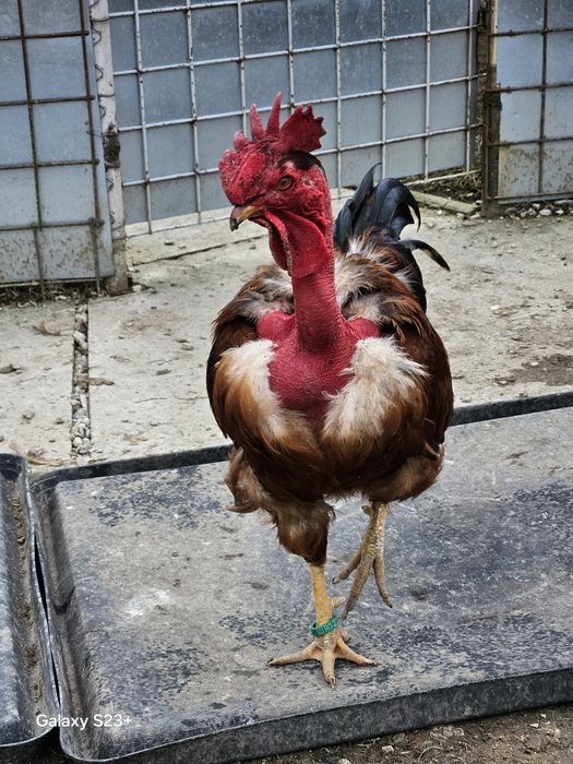 Schimb cocoș git golas de Transilvania