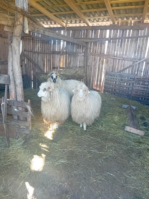 Vând  3 mieluțe țurcane