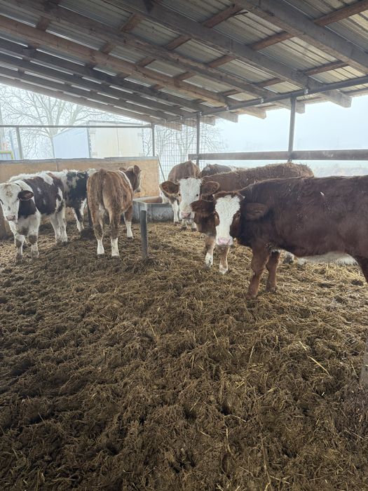 Vand vitei media 240-250 kg