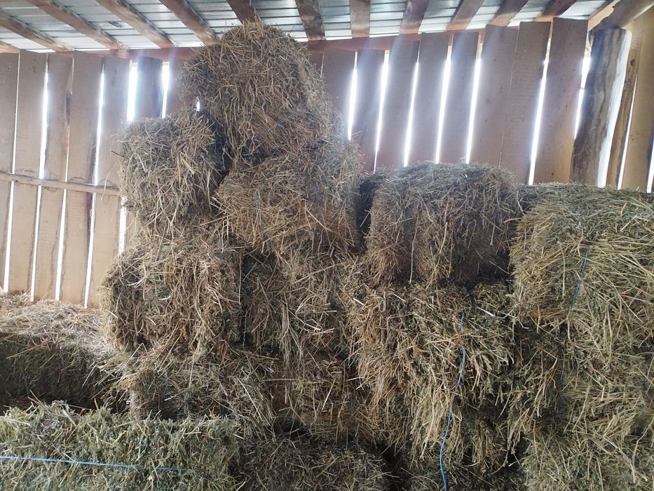 Vând baloți de lucernă.