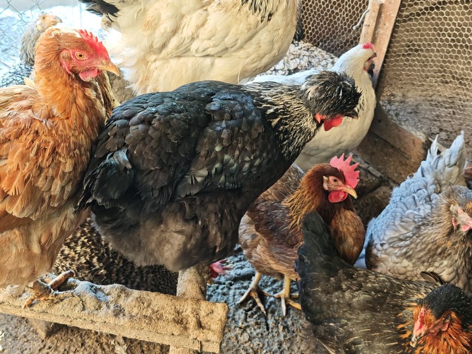 Пилета, кокошки, петли за продан! Цена от 25лв